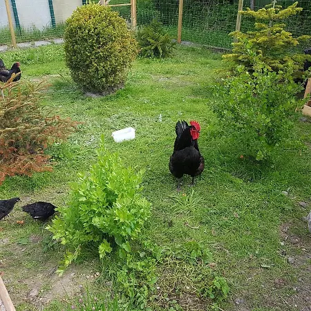 Hausnordlicht Dachspitze 3* Dornumergrode